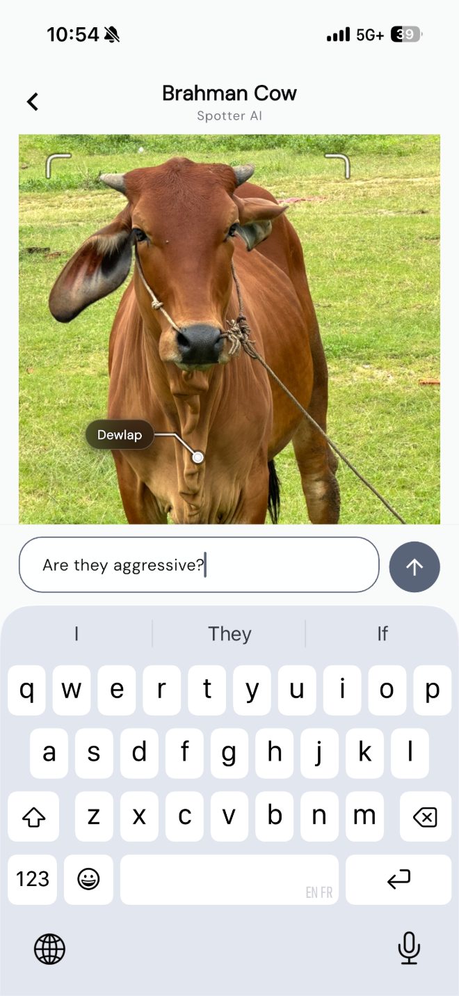 Asking Spotter about a Brahman cow